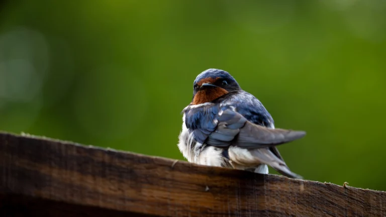 Photographie Animalière © Mattis Grenier